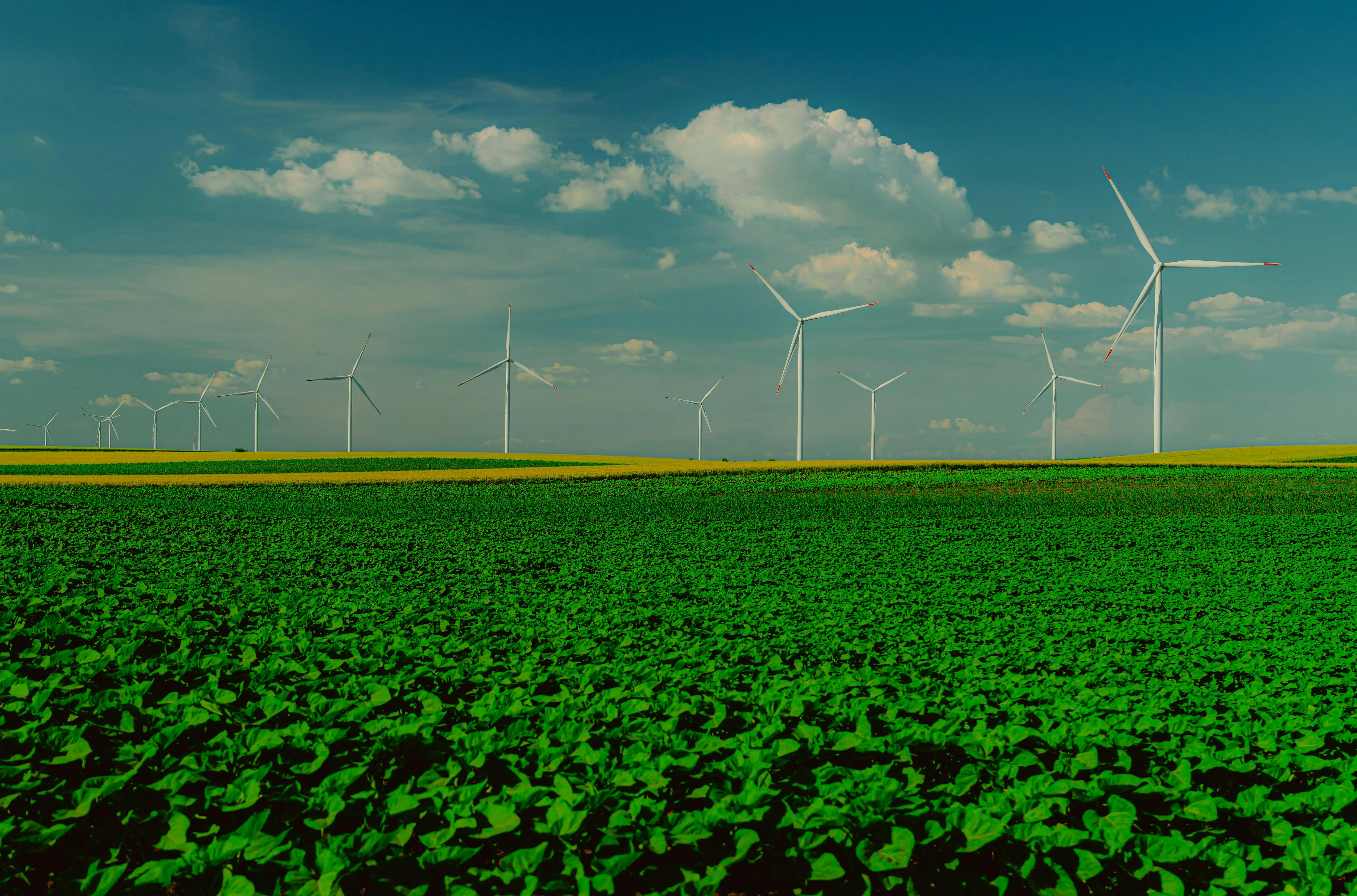 Field with green sprouts